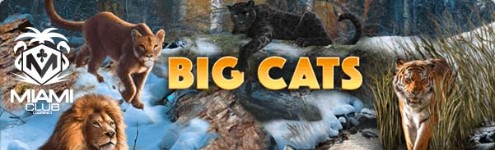 miamiclubbigcats.jpg miamiclubbigcats.jpg